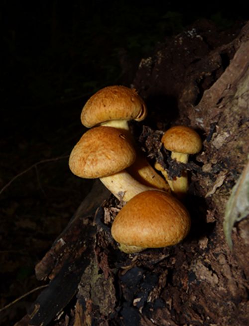 A quartet of caps developing upon fallen English oak in New England Wood, Essex